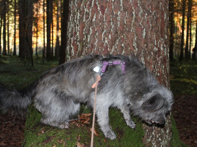 Obermaiselstein 2016 (5)